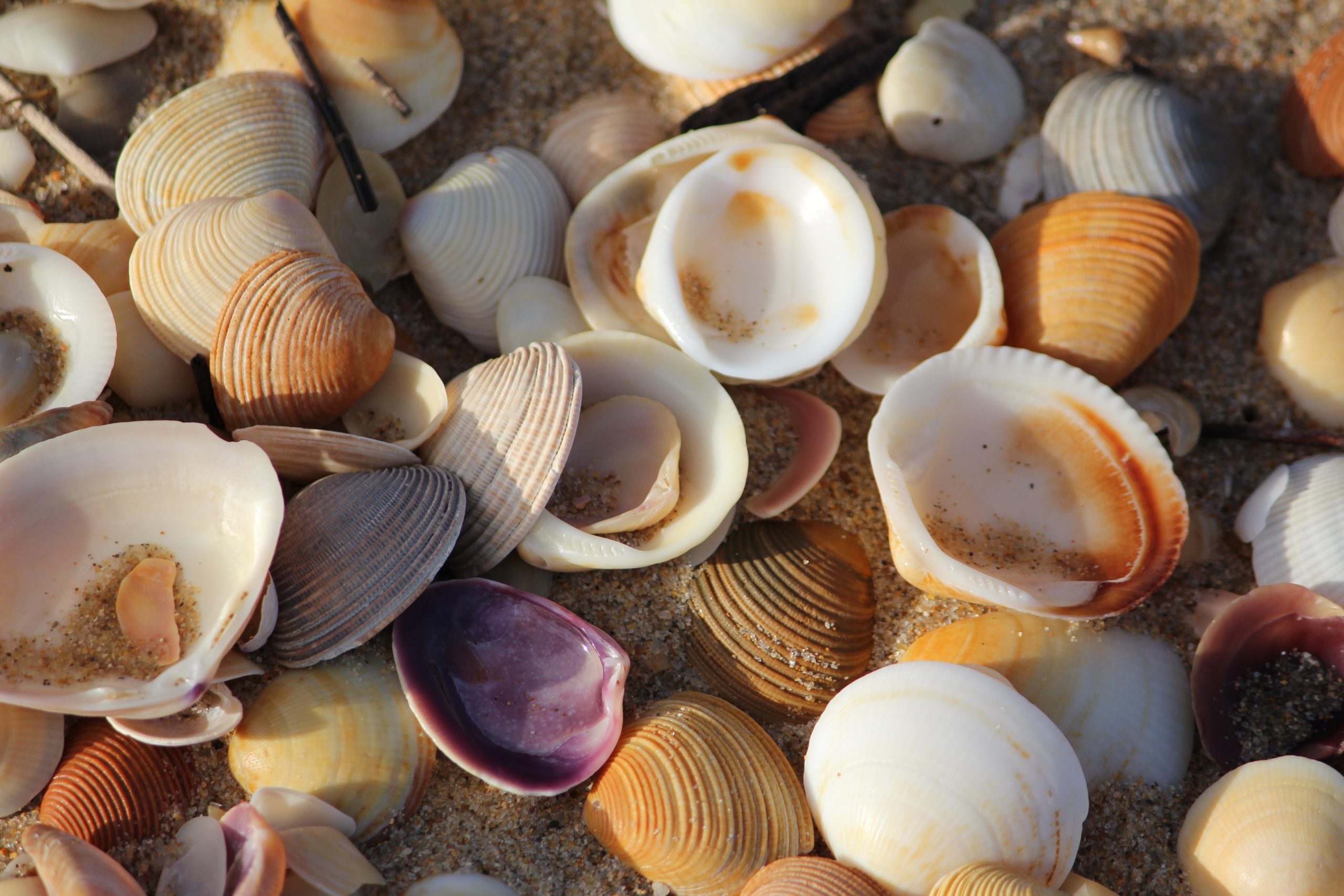 shells on beach mandy henry 2Jjx btuiMY unsplash scaled